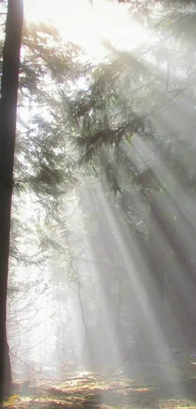 Sunbeams through forest trees mobile wallpaper.