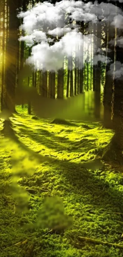 Forest wallpaper with sunlit trees and mossy ground.