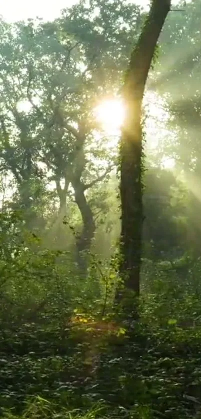 Sunlight filtering through a serene forest with lush greenery.