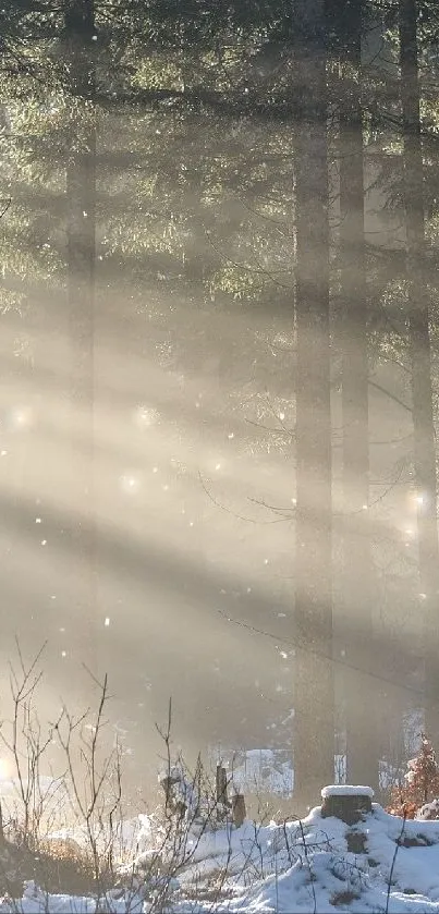 Forest sunrise with sunlight filtering through trees, creating a tranquil scene.