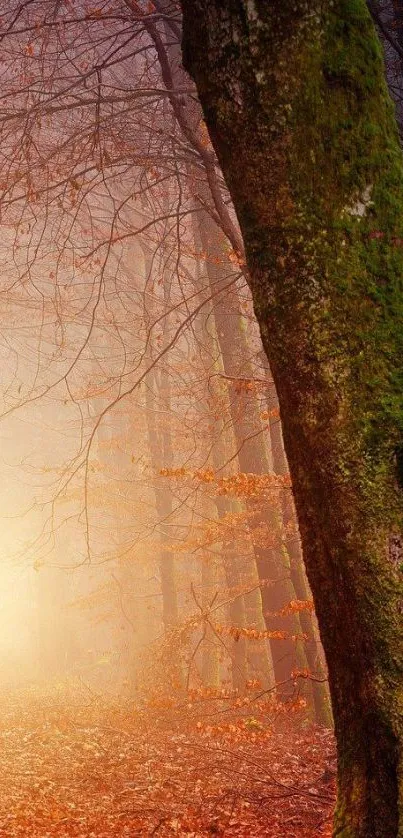 Forest sunrise with mist and moss-covered tree in tranquil morning light.