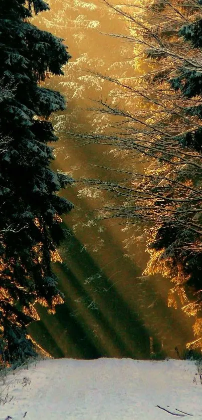 Sunlight through forest trees with golden hues and snow path.