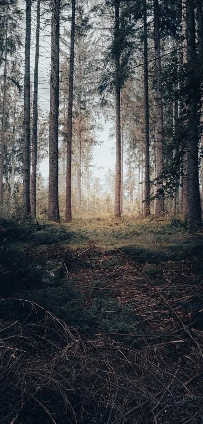 Serene forest scene with tall trees under soft lighting.