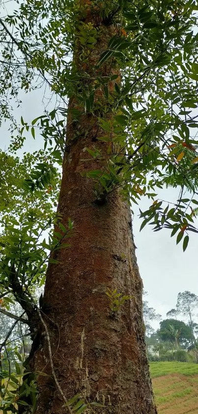 Tall tree with lush green leaves in a serene forest setting.