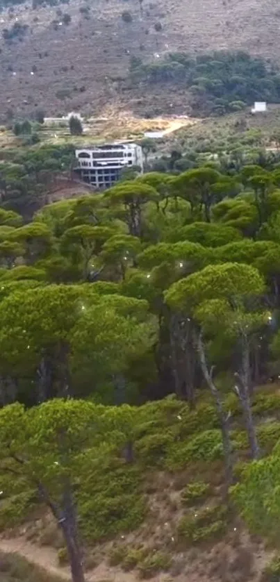 Lush green forest with a distant hillside view showcasing nature's serenity.