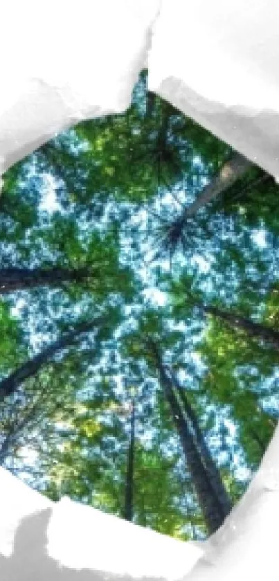 Torn paper revealing a vibrant forest view with tall trees and blue sky.