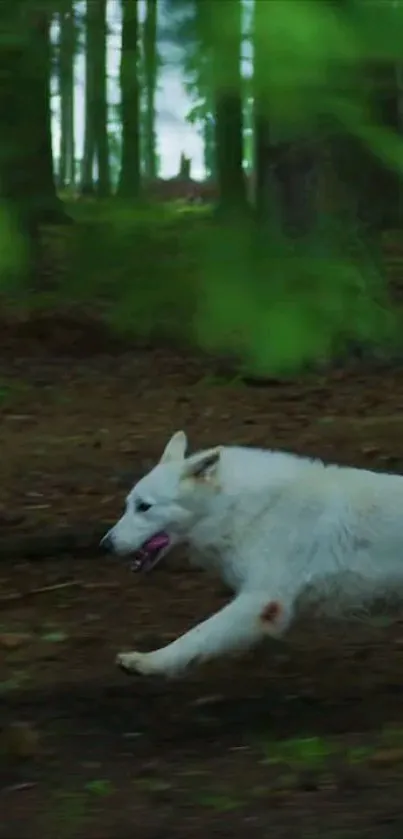 White wolf running in a green forest wallpaper.