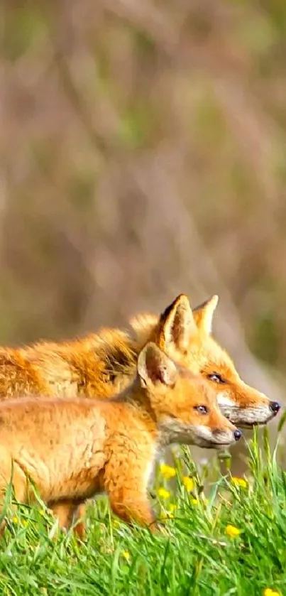 Fox and cub on green grass with forest background.