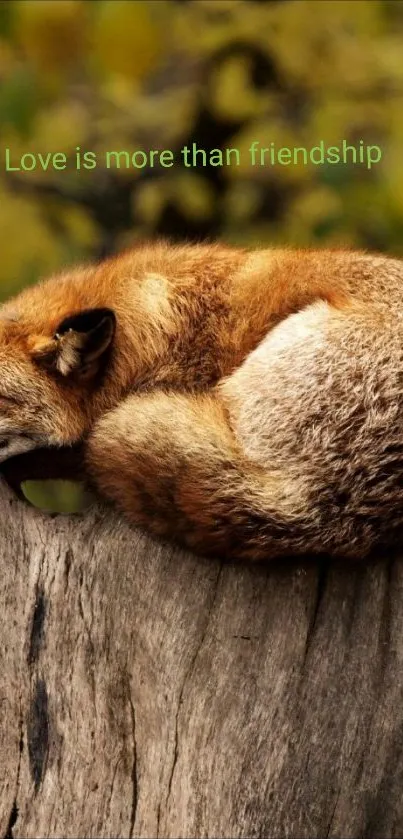 Fox peacefully resting on a tree trunk in a serene forest.