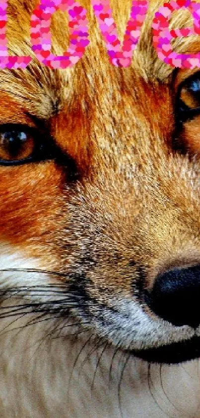 Close-up of a fox with 'Love' text in pink on orange backdrop.