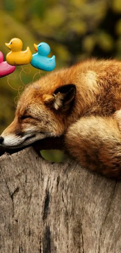 Fox resting on tree with colorful floating ducks.