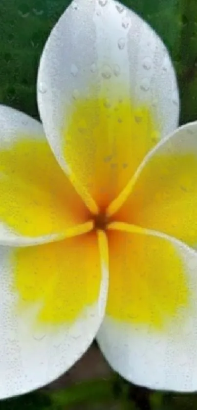 Mobile wallpaper of a vibrant frangipani flower with dewdrops.