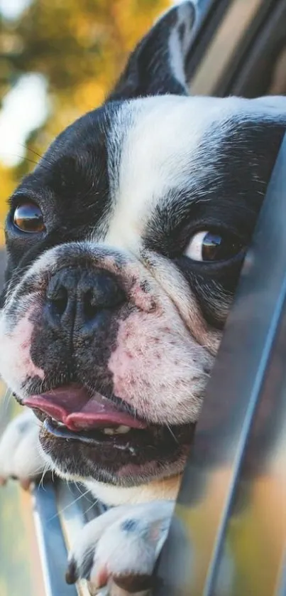 French Bulldog sticking its head out of a car window.