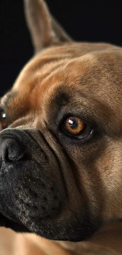 Close-up of a bulldog's face with expressive eyes, perfect for a phone wallpaper.