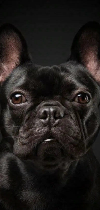French Bulldog portrait on a dark background, ideal for mobile wallpaper.