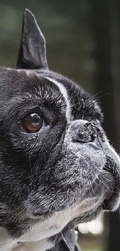 Close-up view of a French Bulldog with blurred green background.