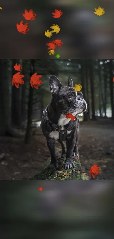 French Bulldog in a forest with autumn leaves.