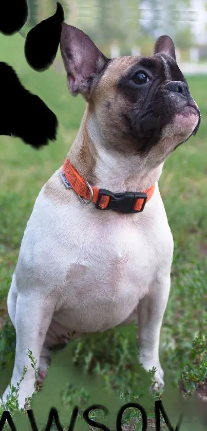 French Bulldog with orange collar sitting on green grass.