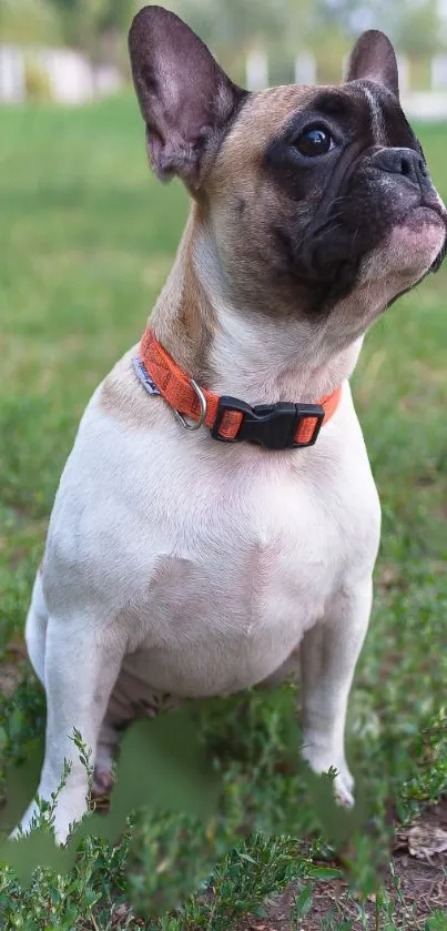 French Bulldog with orange collar on green grass.