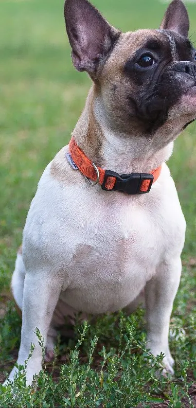 French Bulldog with orange collar sitting on grass.