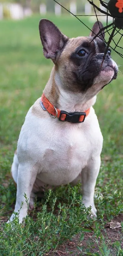 A French Bulldog with a spider web on green grass, creating a whimsical scene.