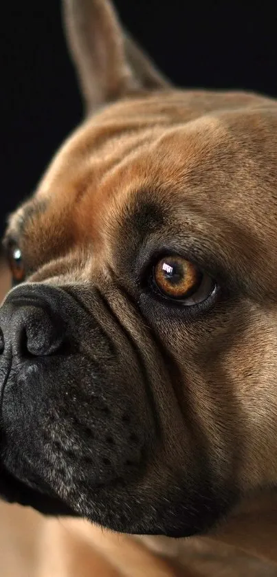 A stunning French Bulldog with bright, expressive eyes on a mobile wallpaper.