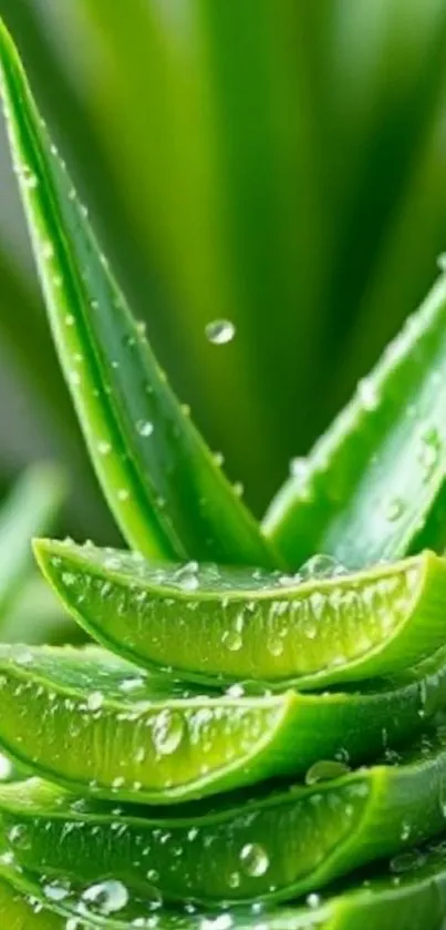 Close-up of vibrant green aloe vera plant with water droplets.