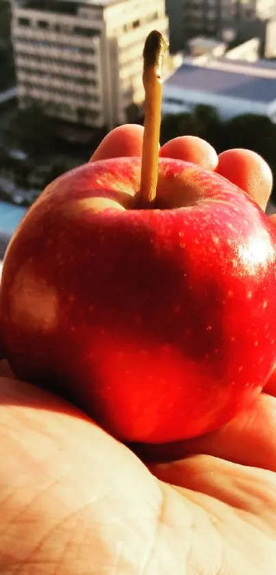 Hand holding a vibrant red apple in sunlight.