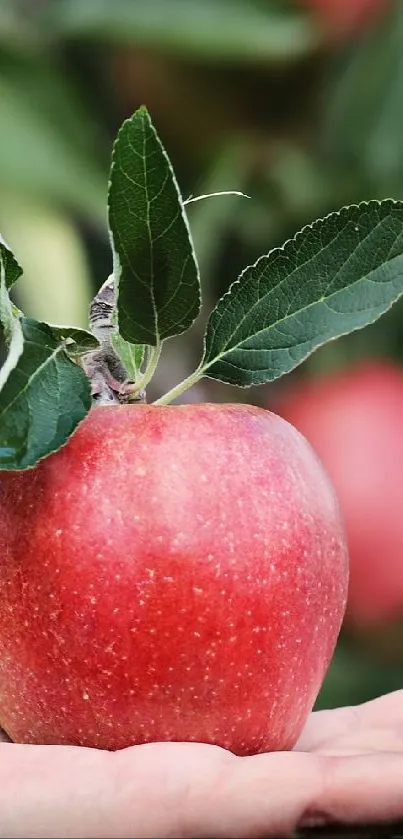 Hand holding a fresh red apple with lush orchard background.