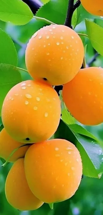 Vibrant apricots on a branch with dewdrops in natural green setting.