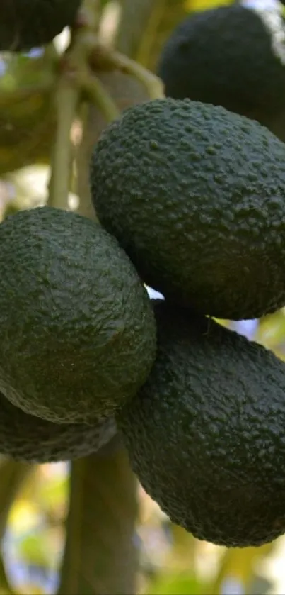 Fresh avocados hanging on tree branches.