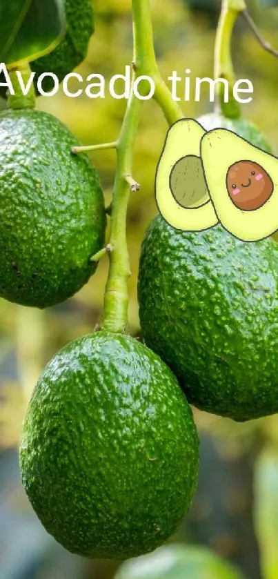 Three green avocados hanging on a tree amidst lush foliage.