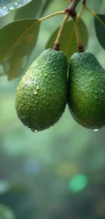Two ripe avocados hanging with dewy leaves in natural light.