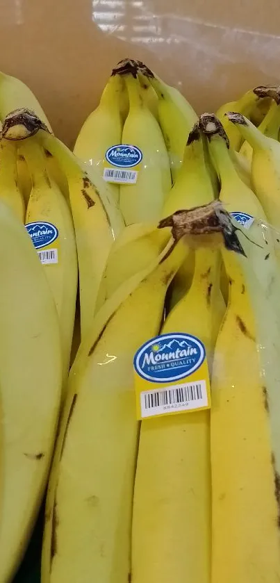 Bunches of bright yellow bananas on a market stand with a green base.