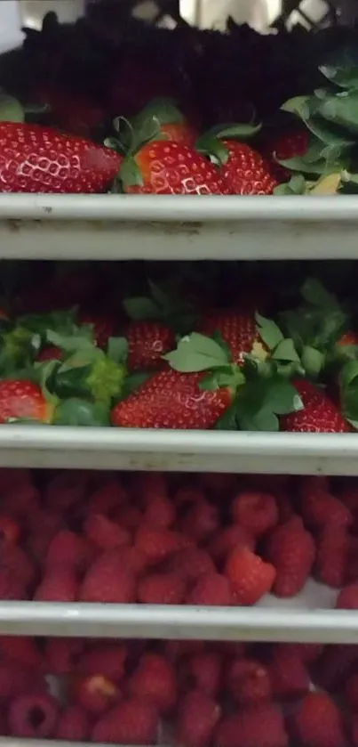 Red strawberries and raspberries stacked on shelves.