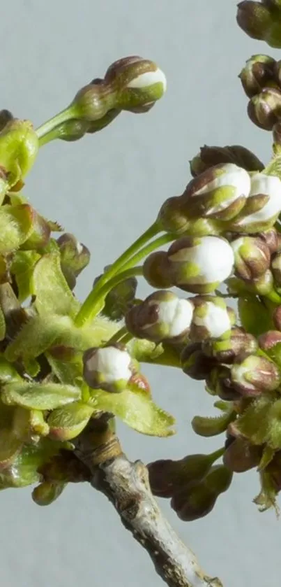 Close-up of white blossoms on branch with green leaves, spring theme.