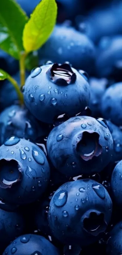 Close-up of fresh blueberries with dewdrops reflecting light.