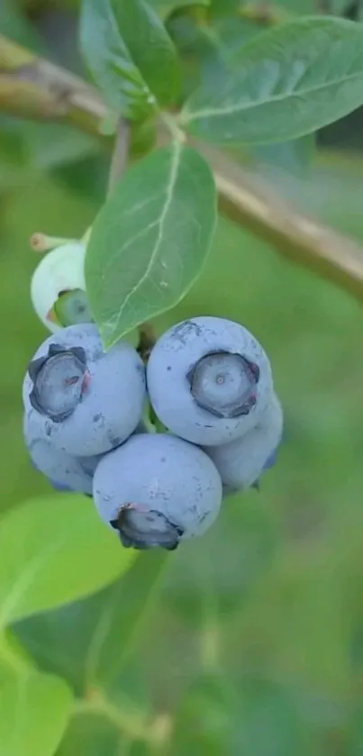 Close-up of blueberries with lush green leaves.