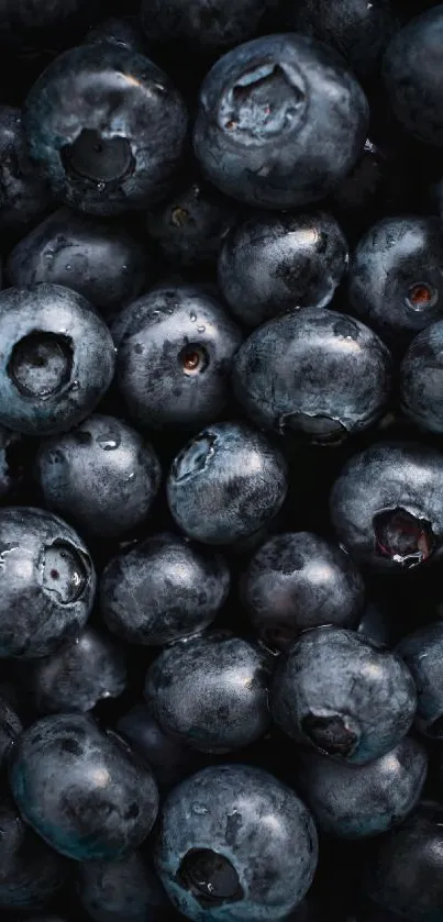 Close-up of fresh blueberries in dark blue hues forming a textured pattern.