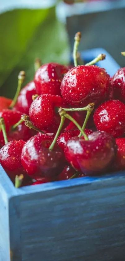 Fresh red cherries in blue wooden tray on rustic table.