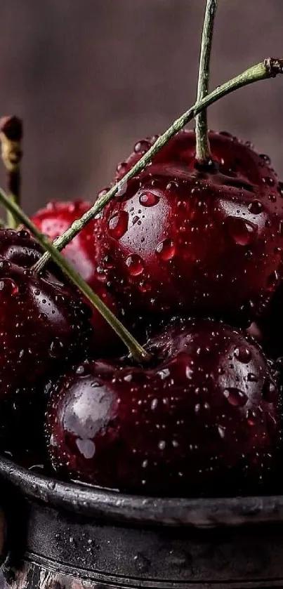 A closeup of fresh red cherries with water droplets in a rustic bowl.