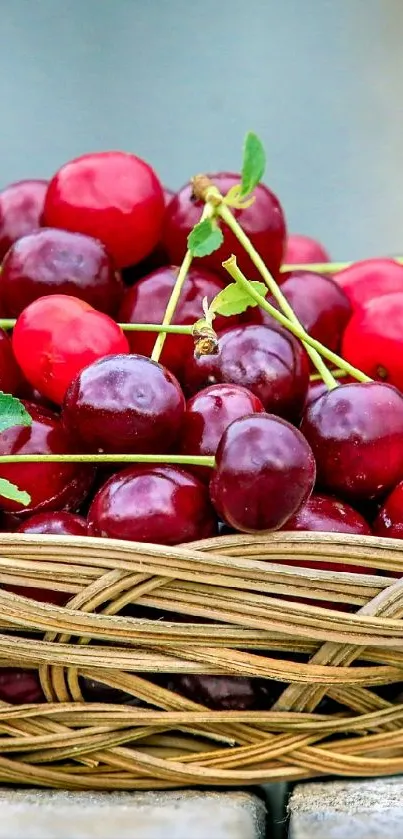Basket filled with vibrant red cherries on a rustic surface.