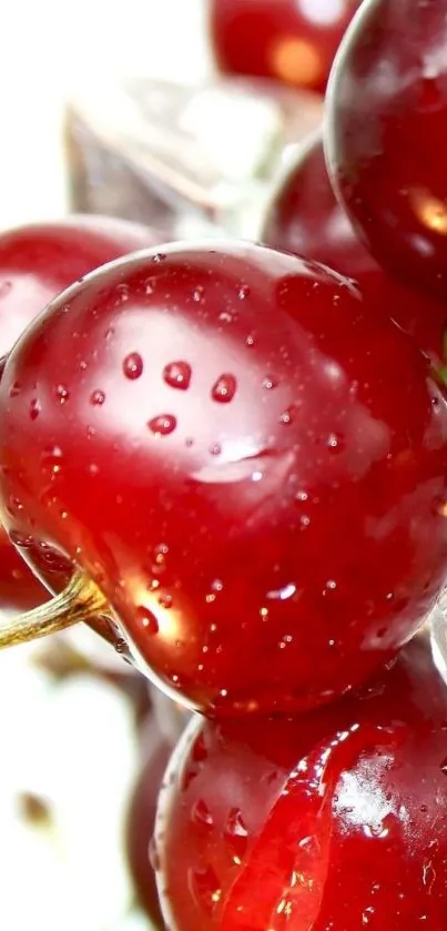 Close-up of juicy red cherries with water droplets.