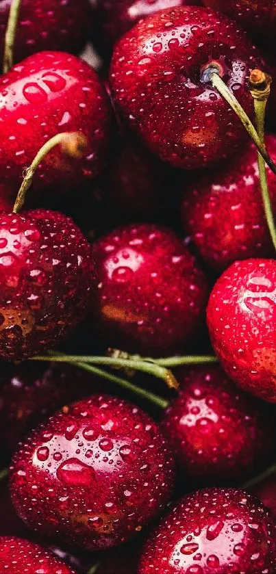 Juicy cherries with dewdrops close-up wallpaper.