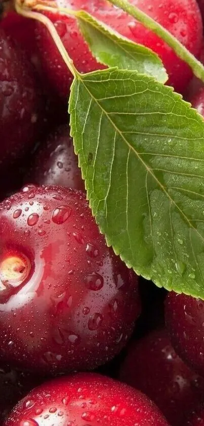 Close-up of vibrant red cherries and green leaves with water droplets.