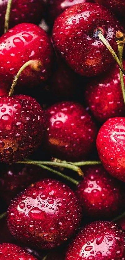 Close-up of fresh cherries with water droplets.