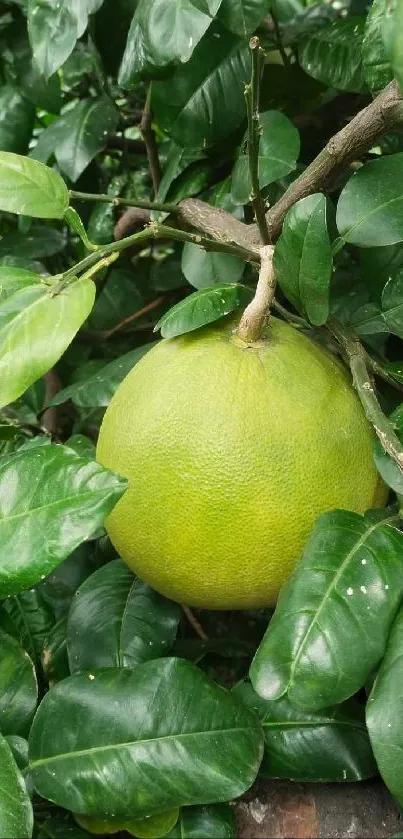 Citrus fruit nestled in lush green leaves on a tree.