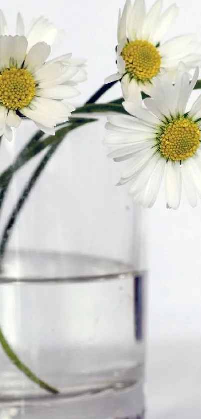 White daisies in a clear glass vase, simple and elegant.