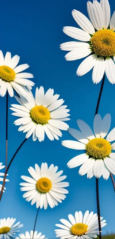 White daisies with yellow centers under a vibrant blue sky.