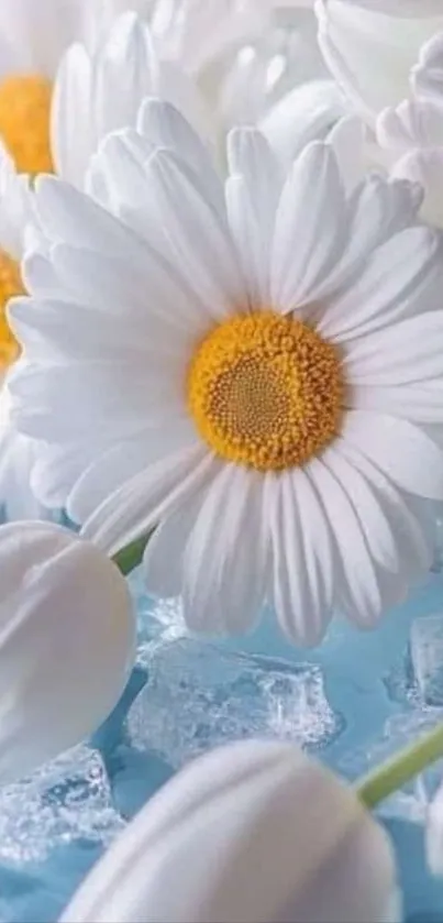 Close-up of white daisies with blue accents.